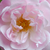 Roz - Trandafir sempervirens hibrid - Belvedere
